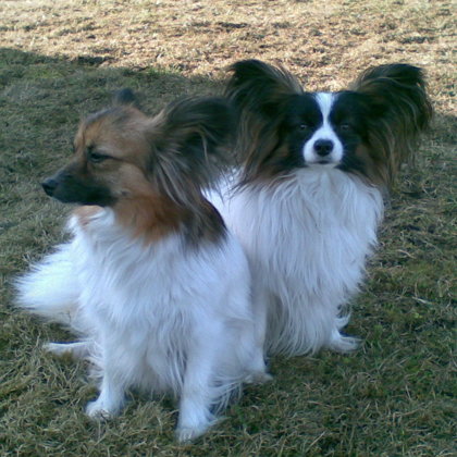 Janis Erebia Manto & Harmoni Chichiko