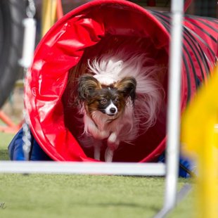 Domino Elegantio Fortitudo, Igaunija,Estonia