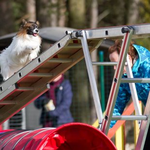 Domino Elegantio Fortitudo, Igaunija,Estonia
