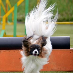 Domino Elegantio Fortitudo, Igaunija,Estonia