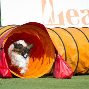 Domino Elegantio Fortitudo, Igaunija,Estonia