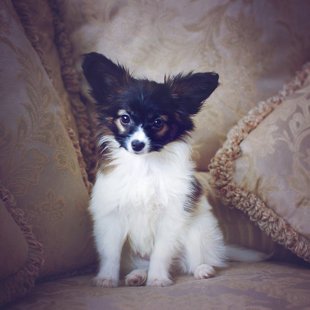 Drita Elegantia Fortitudo,Igaunija,Estonia