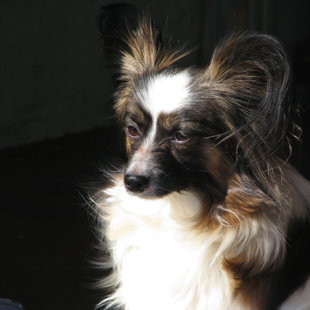 Google Pike Harbin Sherbon