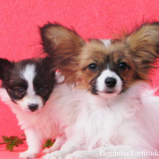 Florence of Fortis & Liter J