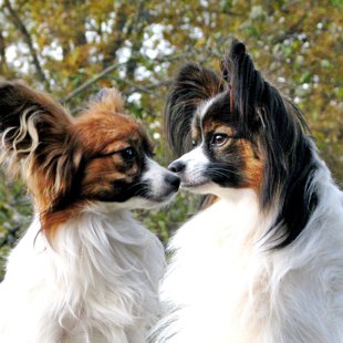 Florencija of Fortis & Pierre Fiery Kortes