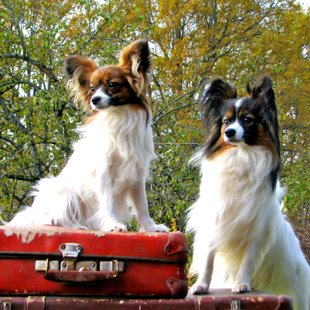 Florencija of Fortis & Pierre Fiery Kortes