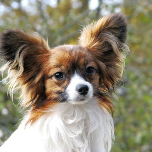 Florencija of Fortis