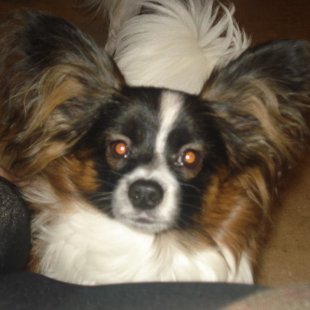 Nojs Elegantia Fortitudo, Somija,Finland