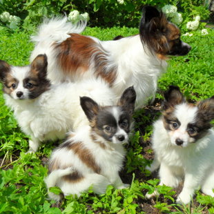 Google Pike Harbin Sherbon un metiens N