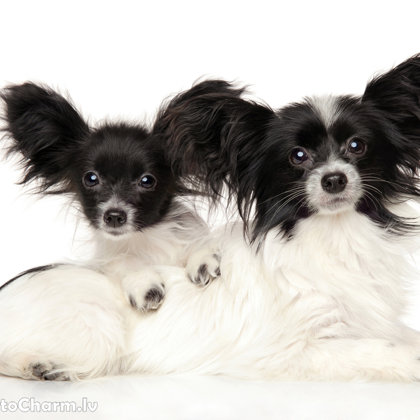 litters M boy &amp; Ester Elegantia Fortitudo stay in kennel