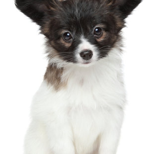 Elegantia Fortitudo metiens D