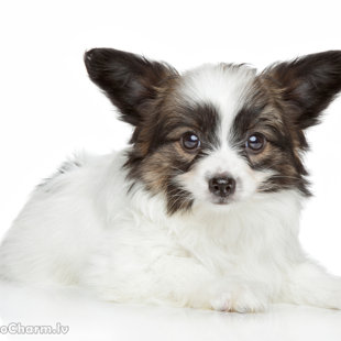 Elegantia Fortitudo metiens D