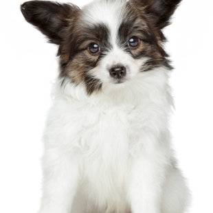 Elegantia Fortitudo metiens D