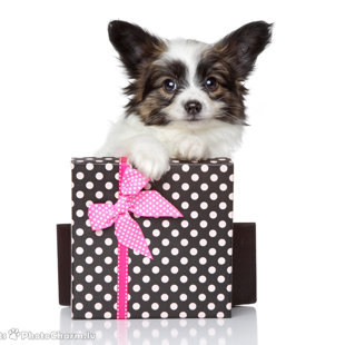 Elegantia Fortitudo metiens D