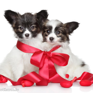 Elegantia Fortitudo metiens D