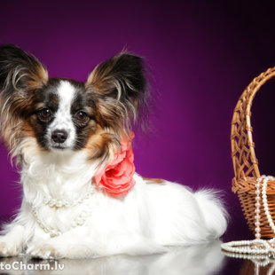 Naomi Elegantia Fortitudo, Latvija