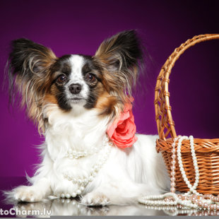 Naomi Elegantia Fortitudo, Latvija