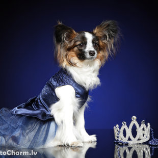 Naomi Elegantia Fortitudo, Latvija