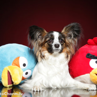 Naomi Elegantia Fortitudo, Latvija