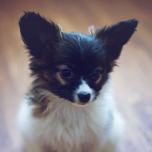 Drita Elegantia Fortitudo,Igaunija,Estonia