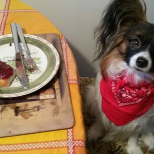 Domino Elegantia Fortitudo Igaunija,Estonia