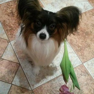 Domino Elegantia Fortitudo, Igaunija,Estonia