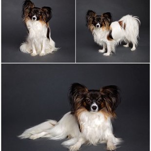 Drita Elegantia Fortitudo, Igaunija,Estonia