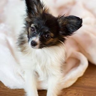 Drita Elegantia Fortitudo,Igaunija,Estonia