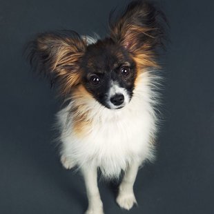 Drita Elegantia Fortitudo Igaunija,Estonia