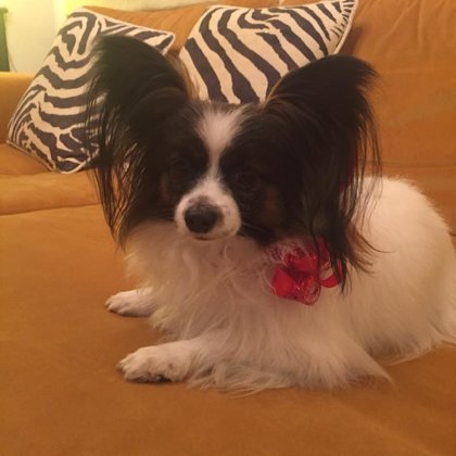 litter D Elegantia Fortitudo from Itali