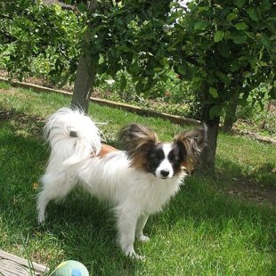 Janis Erebia Manti vēl Čehijā