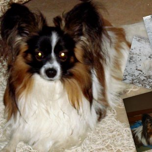 Nojs Elegantia Fortitudo Somija,Finland