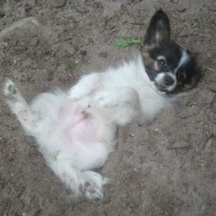 Nojs Elegantia Fortitudo Somija,Finland