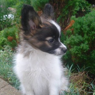 Nojs Elegantia Fortitudo Somija,Finland