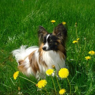 Nojs Elegantia Fortitudo, Somija,Finland